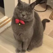 仕事猫の画像
