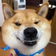 ふくパパ