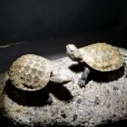 かめの画像