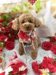 薔薇の妖精の画像