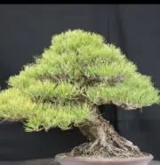ファラン(まとめ買い超割引)の画像