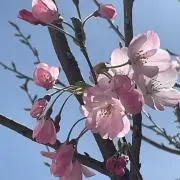 メグ
