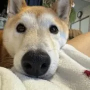 けん