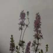 sato☆即購入可の画像