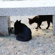 のんの画像