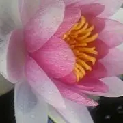 Lovelyの画像