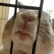 ぐらたんの画像