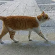 花のら