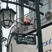 ピィの画像