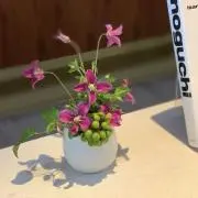 ズッピーの画像