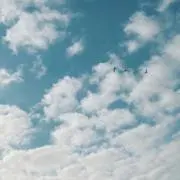 たまの画像
