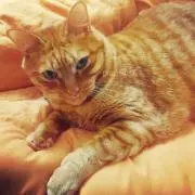 からあげちゃんの画像