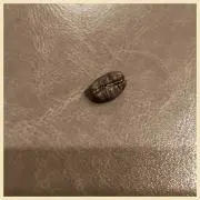 siroの画像