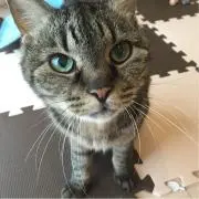 レン