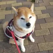 桃が姫の画像