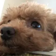 ノンの画像