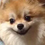 ポメママの画像