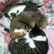 たいがー