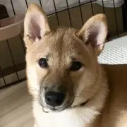 しんしん　※許可なしの購入は無視します