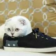 しらたまの画像
