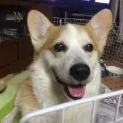 あち プロフィール必読お願いしますの画像