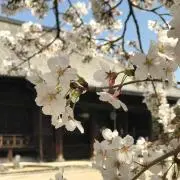 Marinoの画像