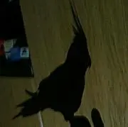 たなかたなこ☆コメント必須
