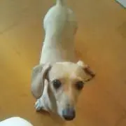 beigeの画像