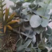 まりも