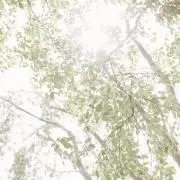 sibainuwan.即購入okですの画像