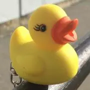 こはる