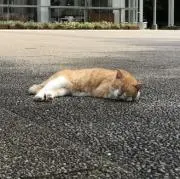 ぽっぽくりの画像