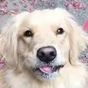 クルルの画像