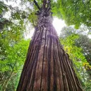 さくらいろ(プロフィールは一読お願い☺)の画像