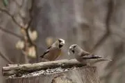 りょまの画像