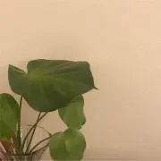 RK