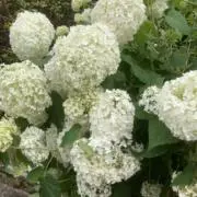 hiroko-handyの画像