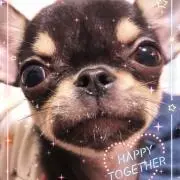 りんの画像