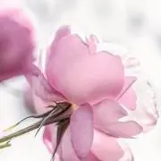 rieの画像