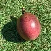 ポム子