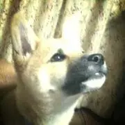 ちゃるるん