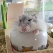 hamtaro