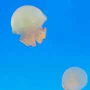 sathenの画像