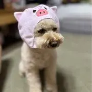 マサの画像