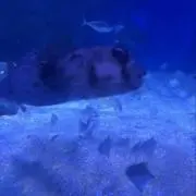けあ