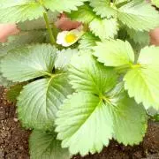 なかなかうー※プロフご確認お願いしますの画像
