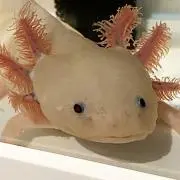 ブーメランＰの画像