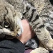 アルパカの画像