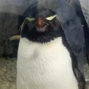 あまたつの画像