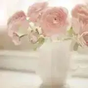 むんはなの画像